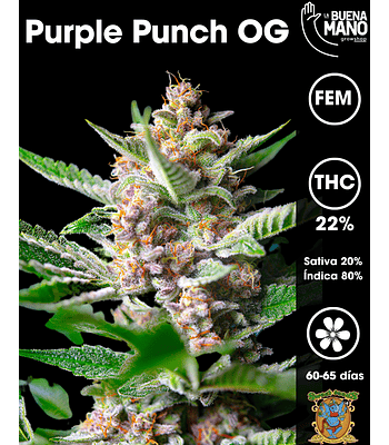 Purple Punch OG Fem (3+1 u)
