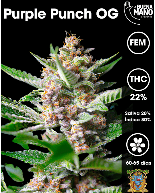 Purple Punch OG Fem (3+1 u)