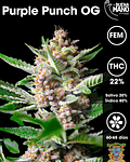 Purple Punch OG Fem (3+1 u)