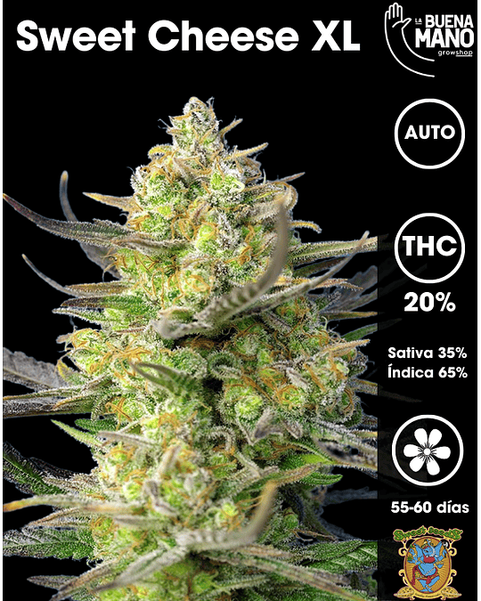 Sweet Cheese XL Auto (3+1 u)