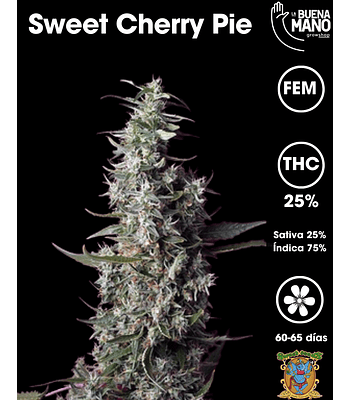 Sweet Cherry Pie Fem (3+1 u)