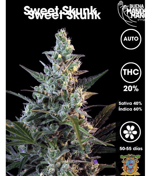 Sweet Skunk Auto (3+1 u) 