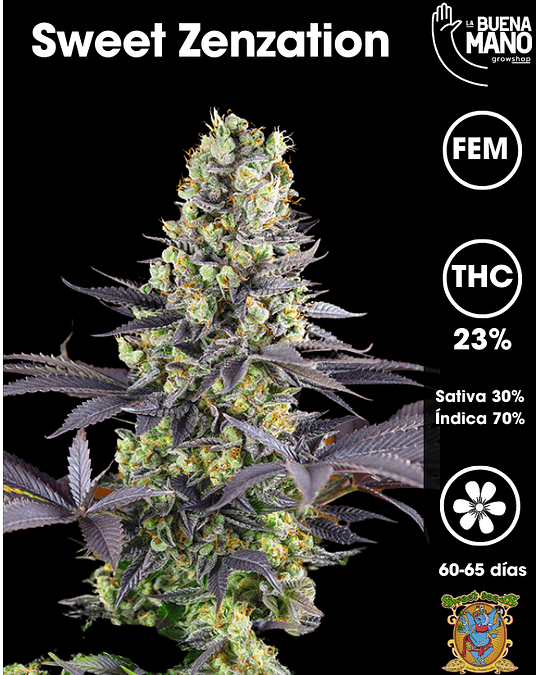 Sweet Zenzation Fem (3+1 u)