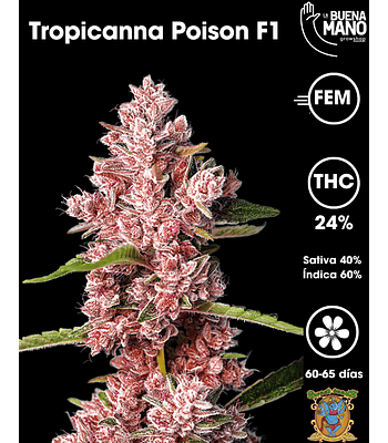Tropicanna Poison F1 Fem (3+1 u)