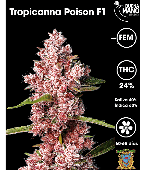 Tropicanna Poison F1 Fem (3+1 u)