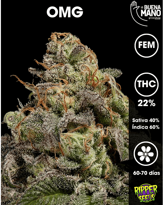 OMG Fem (3u)