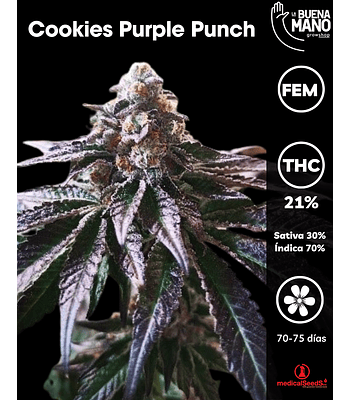 Cookies Purple Punch Fem (3u)