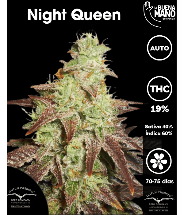 Night Queen Auto (3u) 