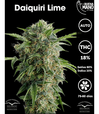 Daiquiri Lime Auto (3u)