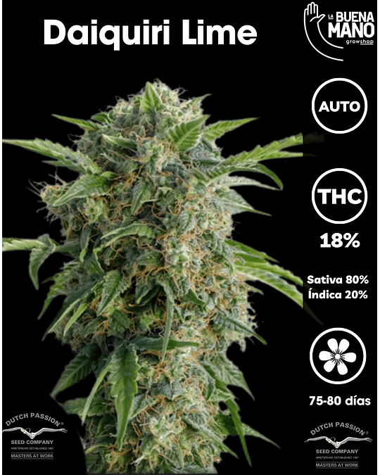 Daiquiri Lime Auto (3u)