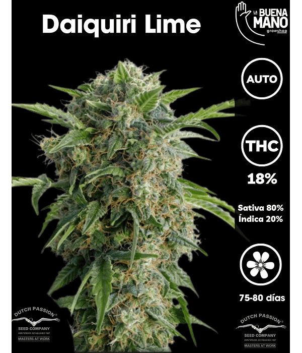 Daiquiri Lime Auto (3u)