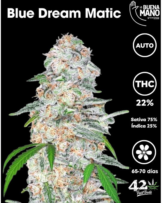 Blue Dream Auto (3u)