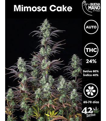 Mimosa Cake (3u)
