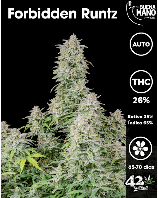 Forbidden Runtz Auto (3u)