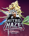 Nitro Haze Fem (4u)