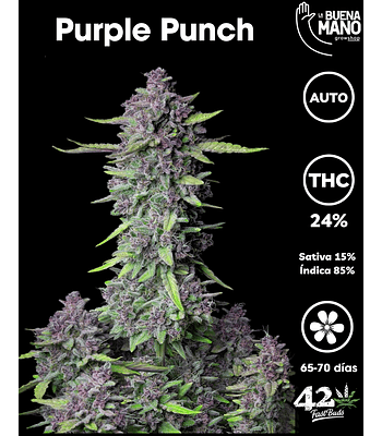Purple Punch Auto (3u)