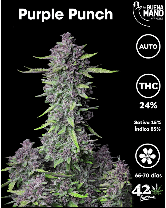 Purple Punch Auto (3u)