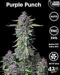 Purple Punch Auto (3u)