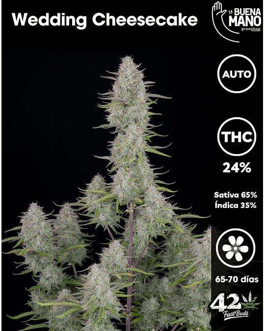 Wedding Cheesecake Auto (3u)