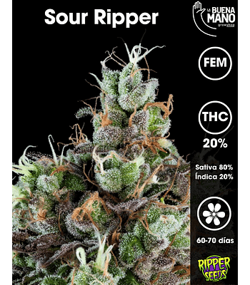 Sour Ripper Fem (3u)