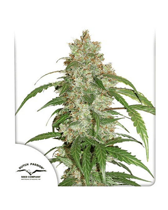 White Widow Auto CBD (3u)