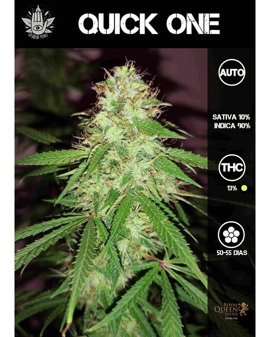 Quick One Auto (3u)