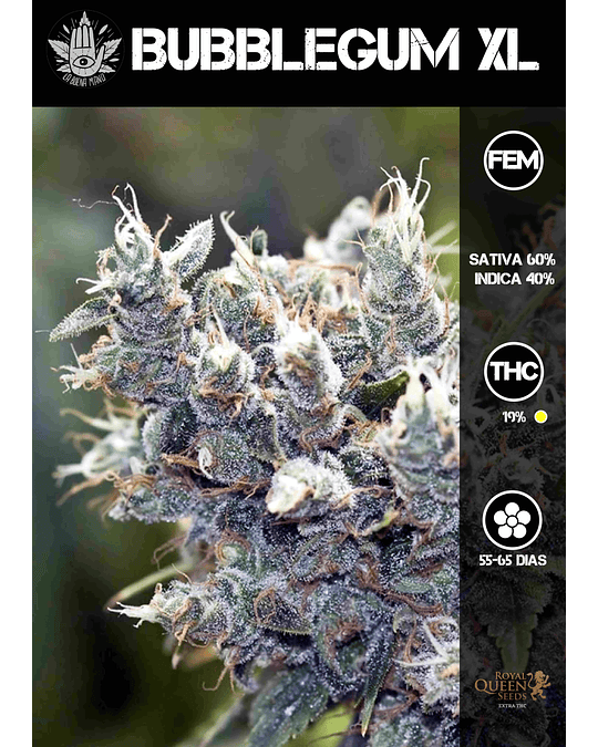 Bubblegum XL Fem (3u)