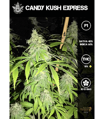 Candy Kush Express F1 (3u)