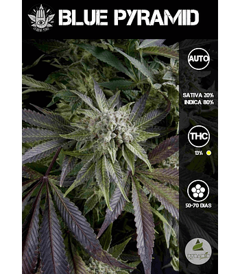 Blue Pyramid Auto (3+1 u)