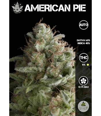 American Pie Auto (3+1 u)