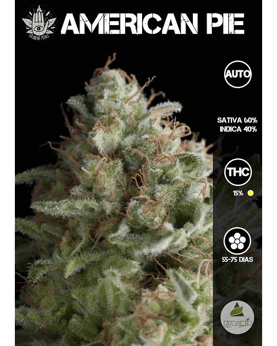 American Pie Auto (3+1 u)