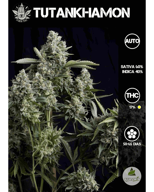 Tutankhamon Auto (3+1 u)