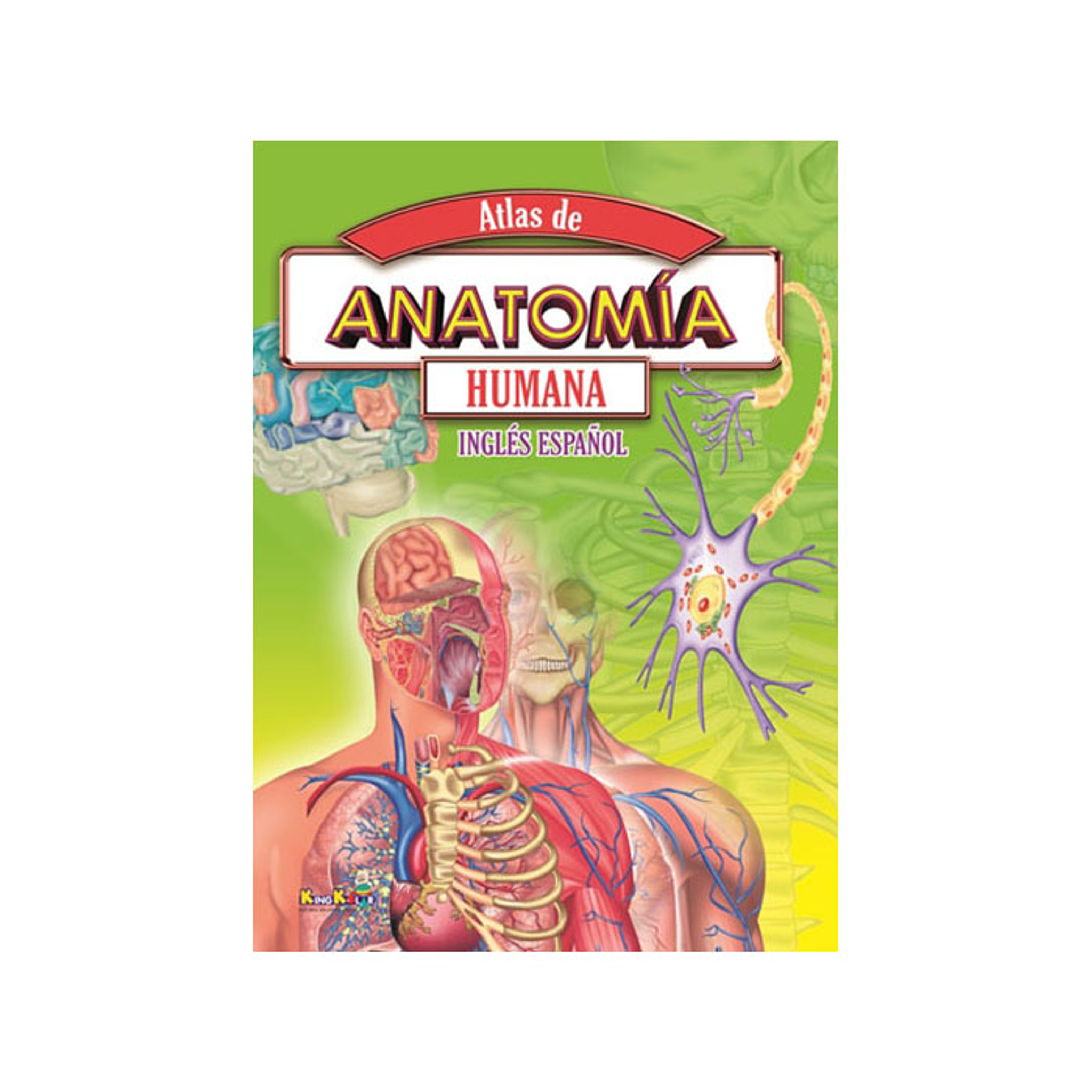 Atlas Anatomía Humana 48 Paginas