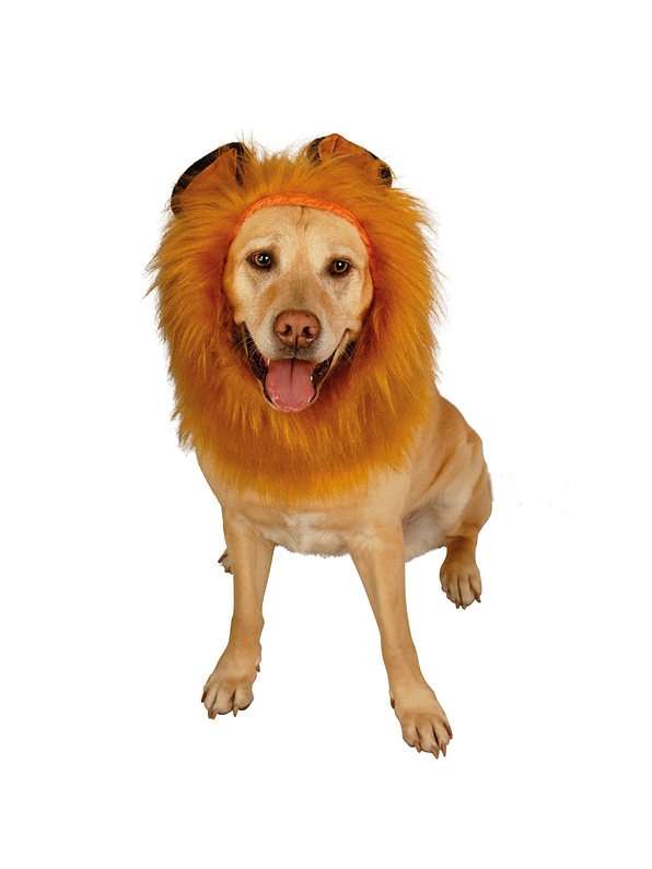 Melena De León Para Perro  1