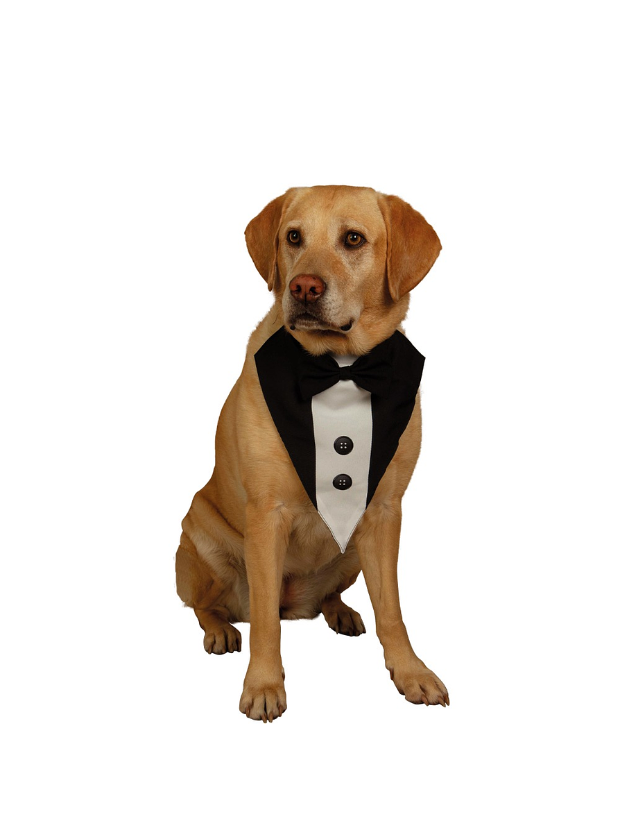 Smoking Para Perro  1