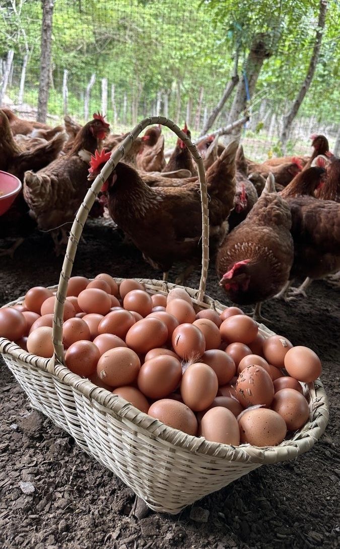 HUEVO COLOR GALLINA LIBRE