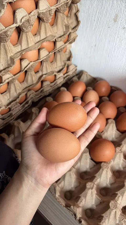 Huevo Color Gallina Libre Jumbo (74 a 84,5 g) Caja 100 unidades