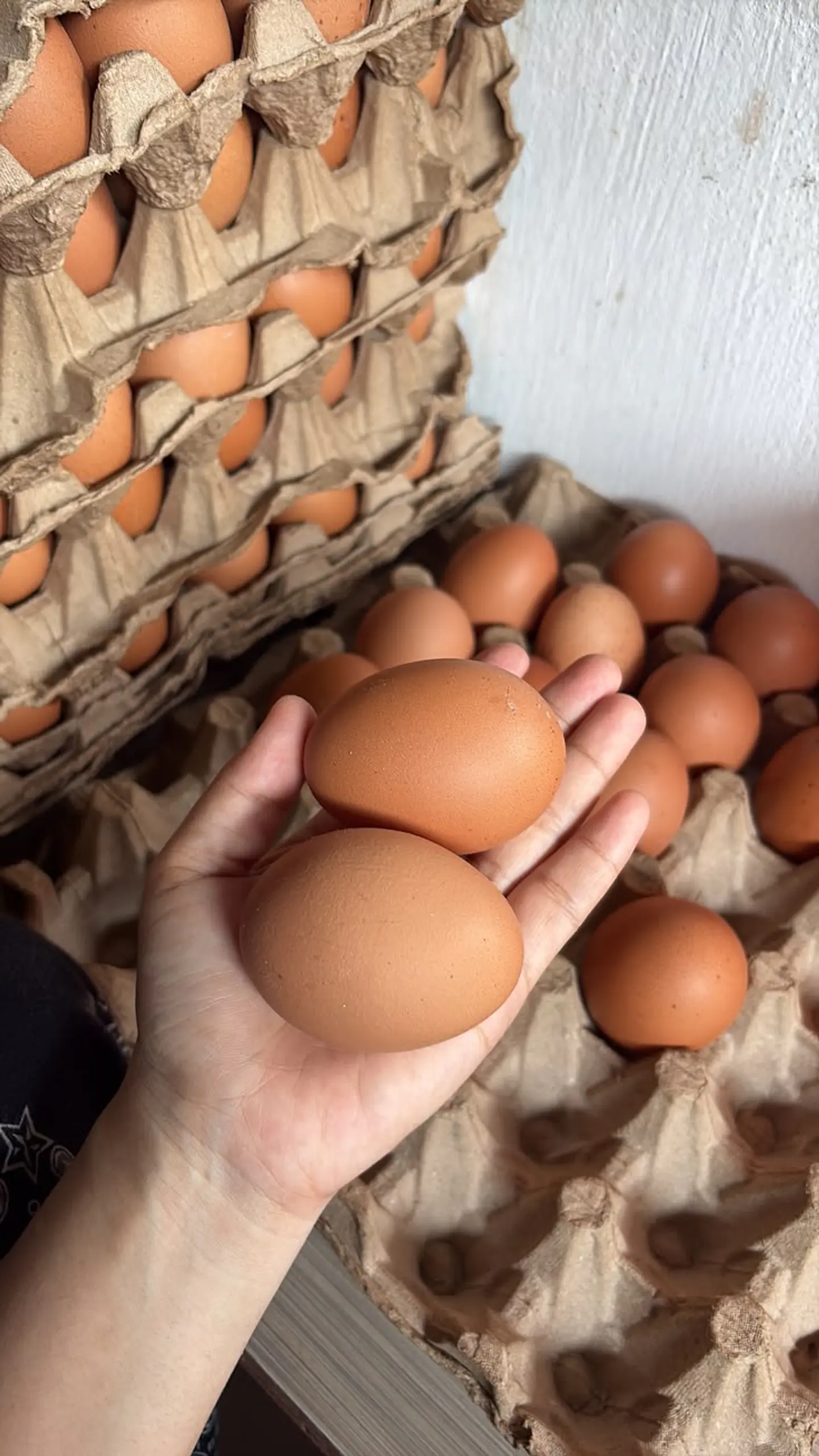 Huevo Color Gallina Libre Jumbo (74 a 84,5 g) Caja 100 unidades 1