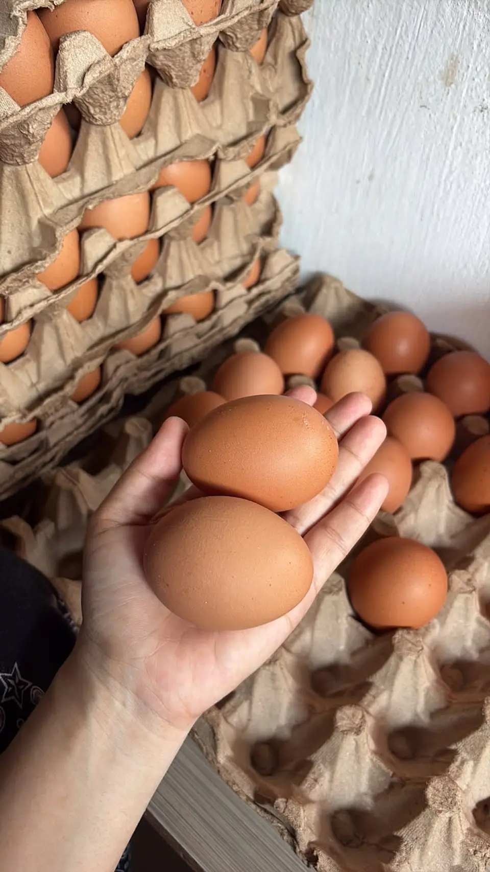Huevo Color Gallina Libre Jumbo (74 a 84,5 g) Caja 100 unidades 1