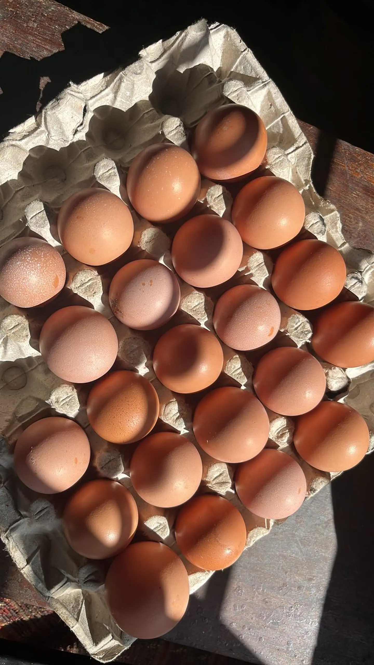 Huevo Color Gallina Libre Extra (61 a 67,9 g) Caja 180 unidades 1