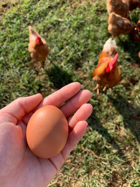 Huevo Color Gallina Libre Primera (54 a 60,9 g) Caja 180 unidades