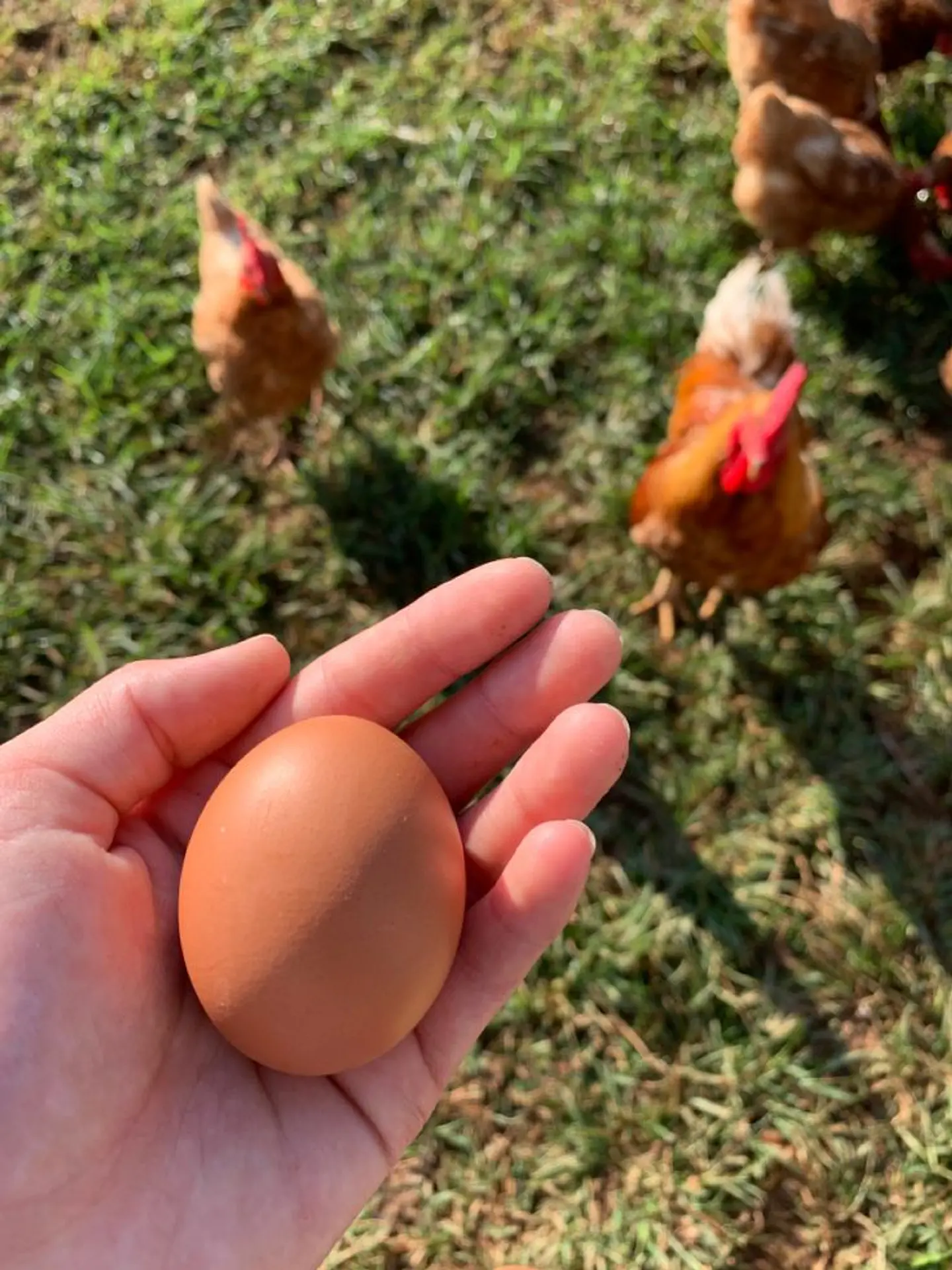 Huevo Color Gallina Libre Primera (54 a 60,9 g) Caja 180 unidades 1