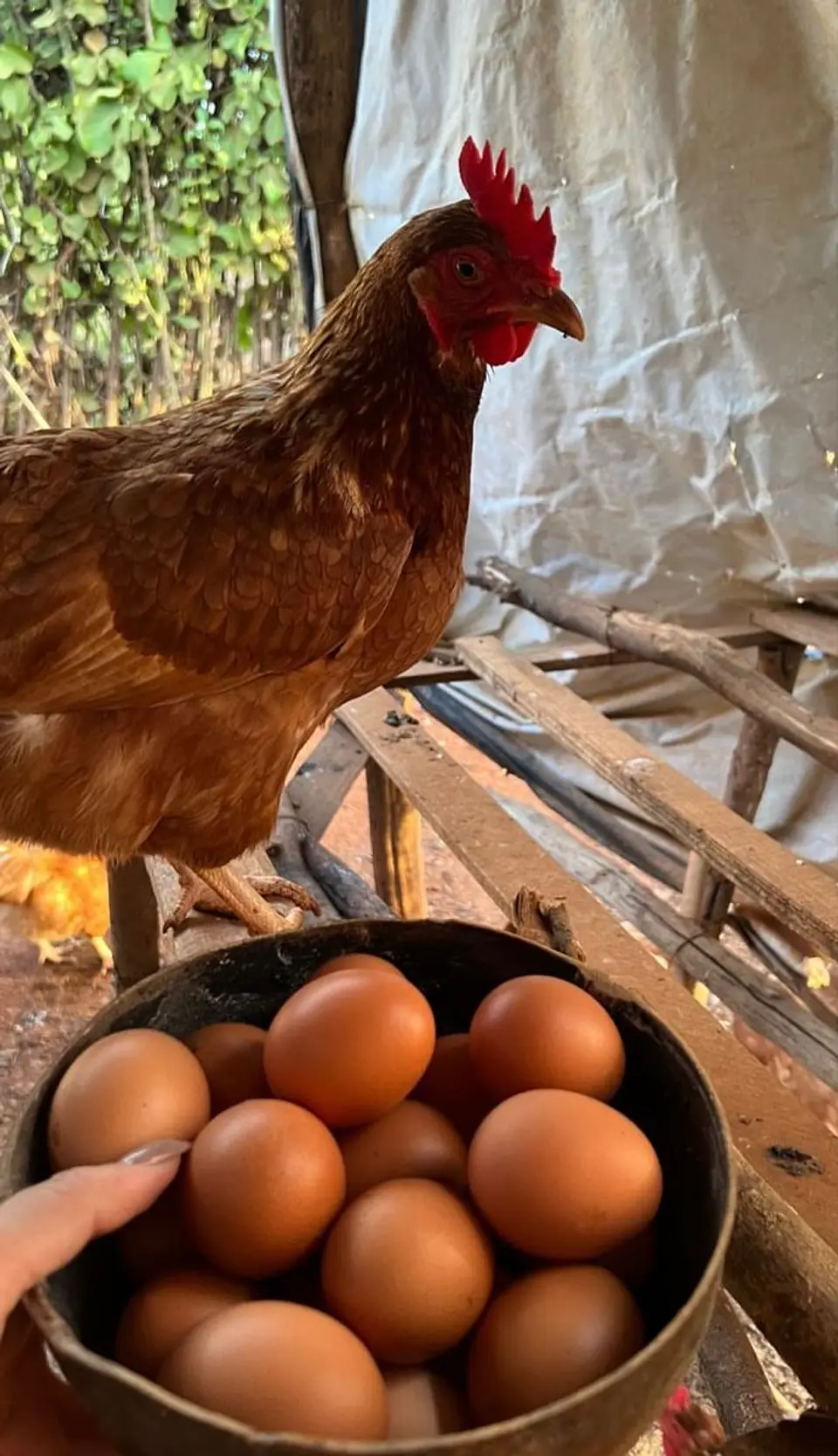 Huevo Color Gallina Libre Extra (61 a 67,9 g) Bandeja 30 unidades 1
