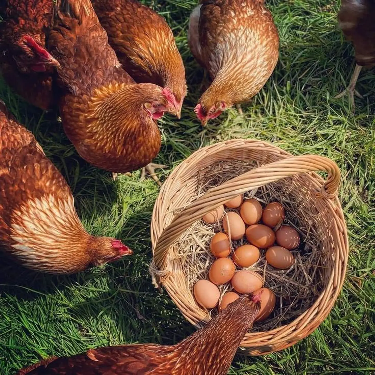 Huevo Color Gallina Libre Super (68 a 73,9 g) Bandeja 30 unidades 1