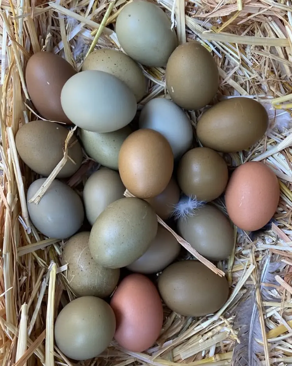 Huevo Extra Campo (61 a 67,9 g) Bandeja 30 unidades 1