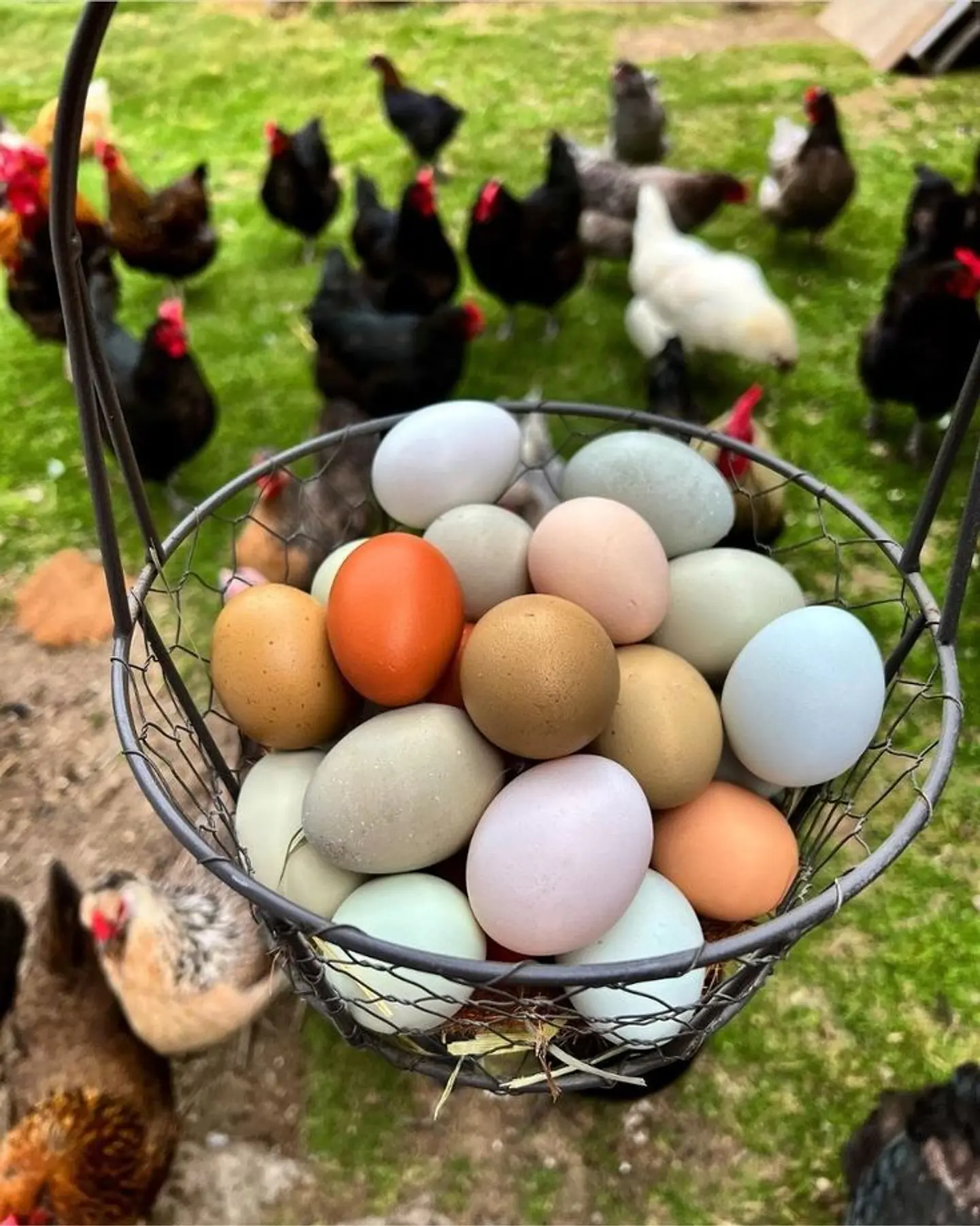 Huevo Primera Campo (54 a 60,9 g) Bandeja 30 unidades 1