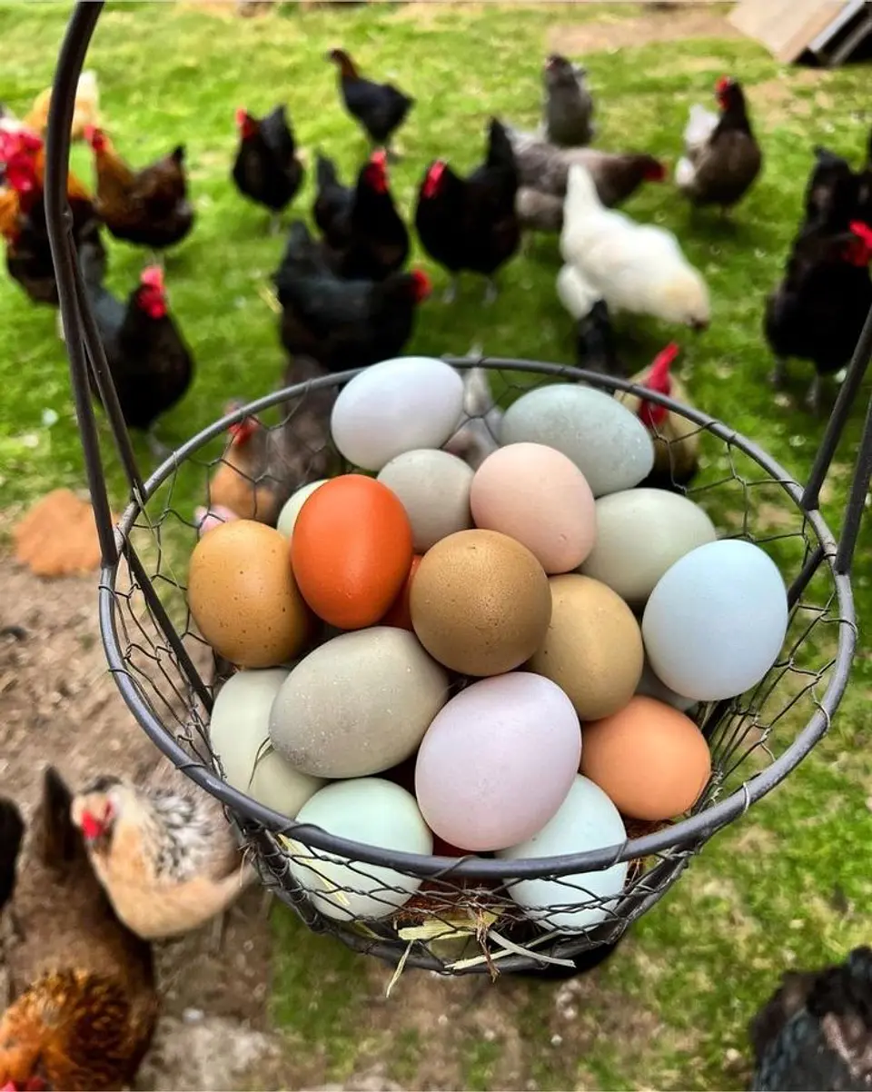 Huevo Primera Campo (54 a 60,9 g) Bandeja 30 unidades 1