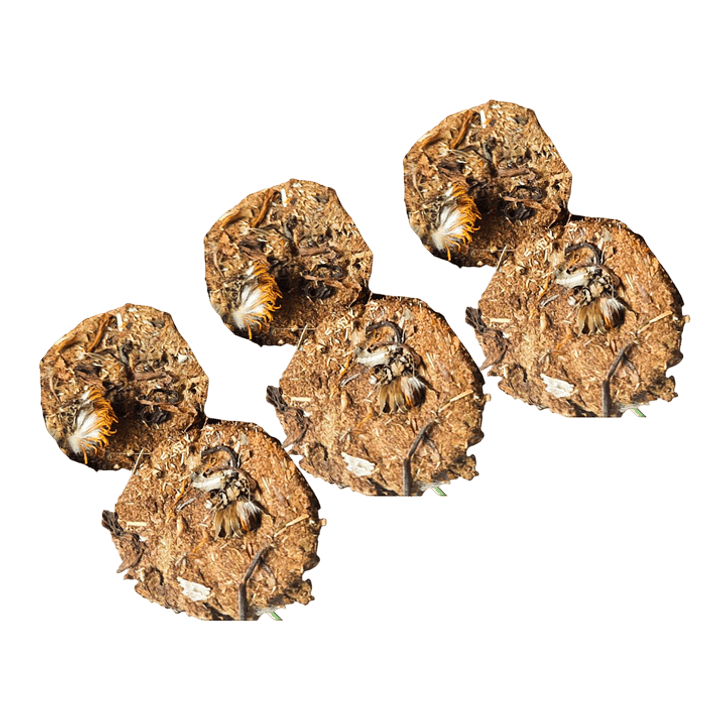 LA GRANJITA DE CONEJINO SABROCITOS DIENTE DE LEÓN 30gr 1