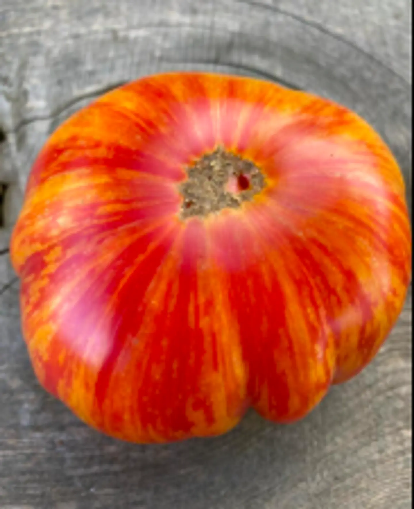 Tomate Lithium Sunset 1