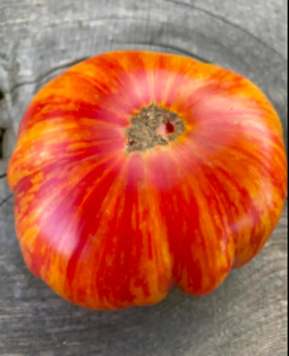 Tomate Lithium Sunset 1